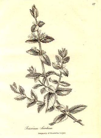 Water-Germander - Teucrium scordium - Щавель